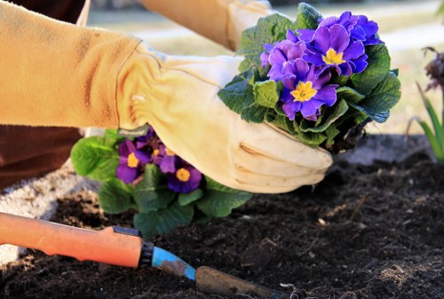 Regular grass cutting service for healthy lawns in Old Ford