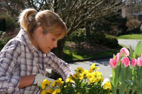 Professional hedge cutting in Old Ford for healthy growth