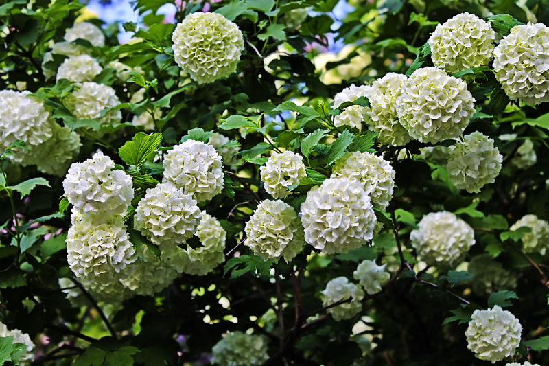 Garden yard